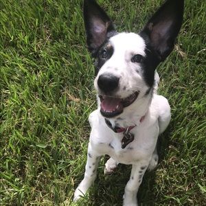 Meet your Posher, Skye